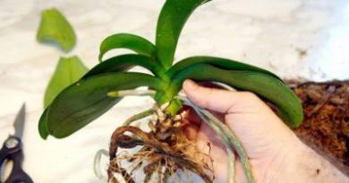 Как обрезать орхидею после цветения в домашних условиях: правила обрезки, когда и как обрезать, уход после процедуры