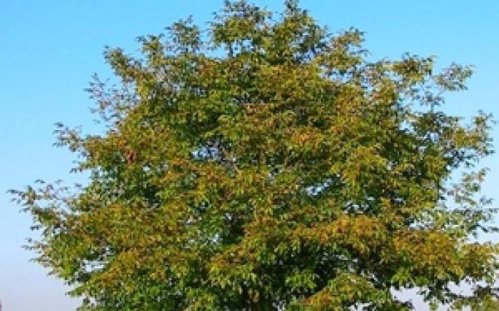 Дерево грецкий орех посадка выращивание уход как он цветет