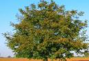 Дерево грецкий орех посадка выращивание уход как он цветет