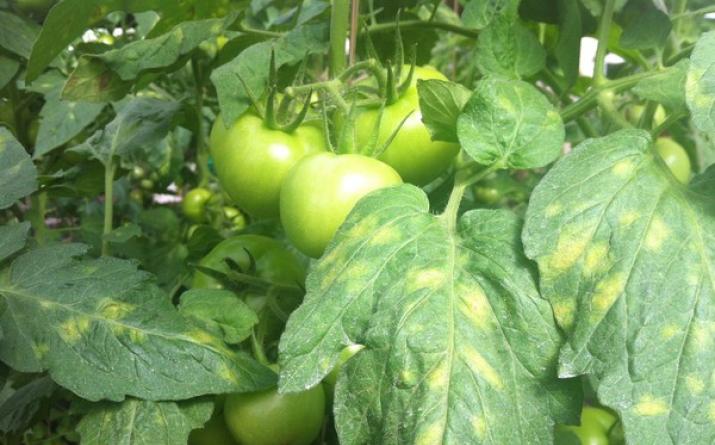Фитофтора помидоров - как уберечь сорванные плоды помидор от фитофторы?